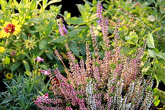 Vibrant Pink Heather Blooms in a Lush Garden