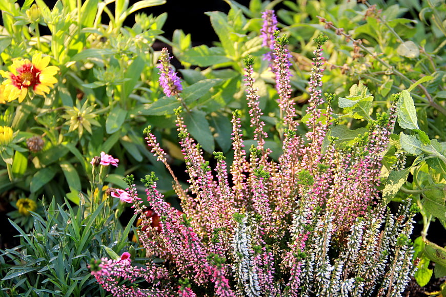 Vibrant Pink Heather Blooms in a Lush Garden
