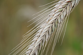 Close-up of Wheat Ear with Awns on Blurred Background