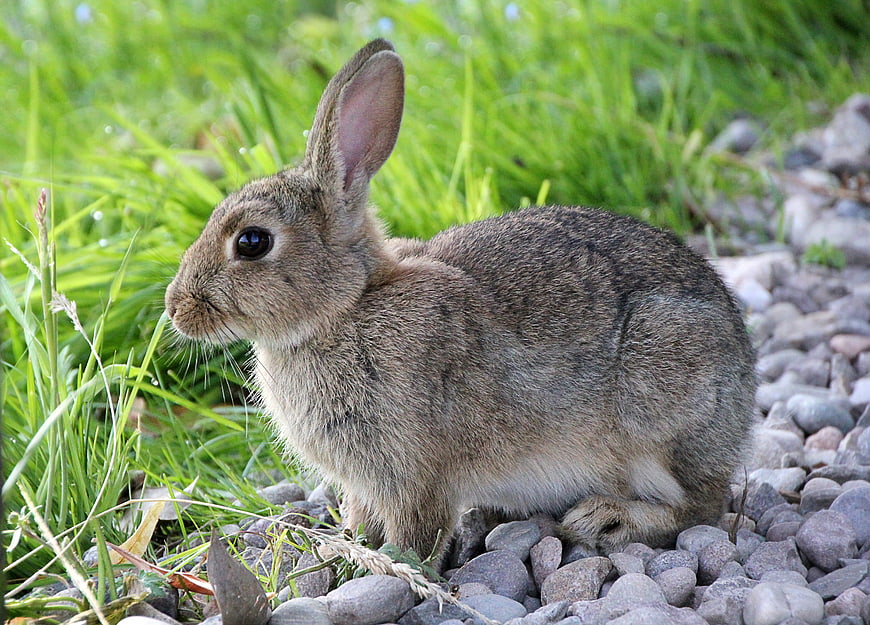 Cute brown rabbit sitting on pebbles in green grass