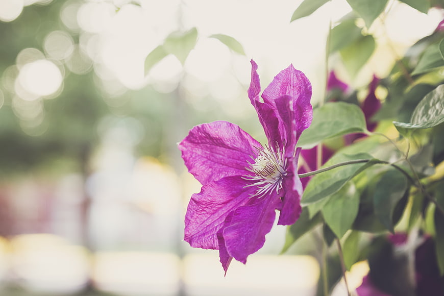Close-up of a vibrant purple clematis flower with bokeh background
