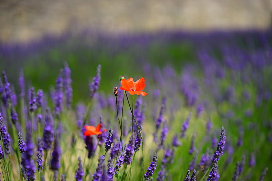 Orange Poppy Flower in Lavender Field