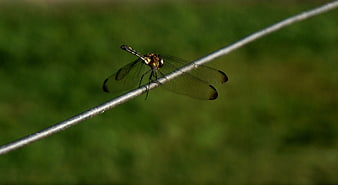 Dragonfly perched on wire with green background
