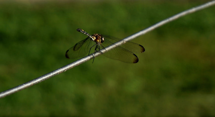 Dragonfly perched on wire with green background
