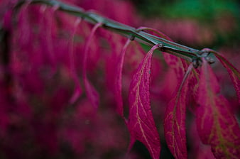 Close-up of vibrant pink leaves on a green stem