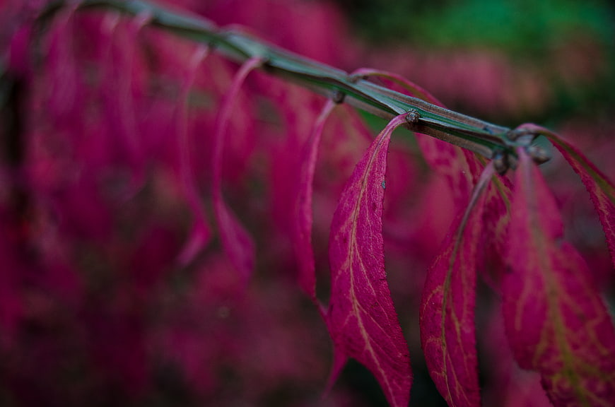 Close-up of vibrant pink leaves on a green stem