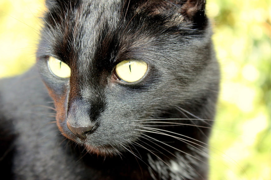 Close-up portrait of a black cat with yellow eyes