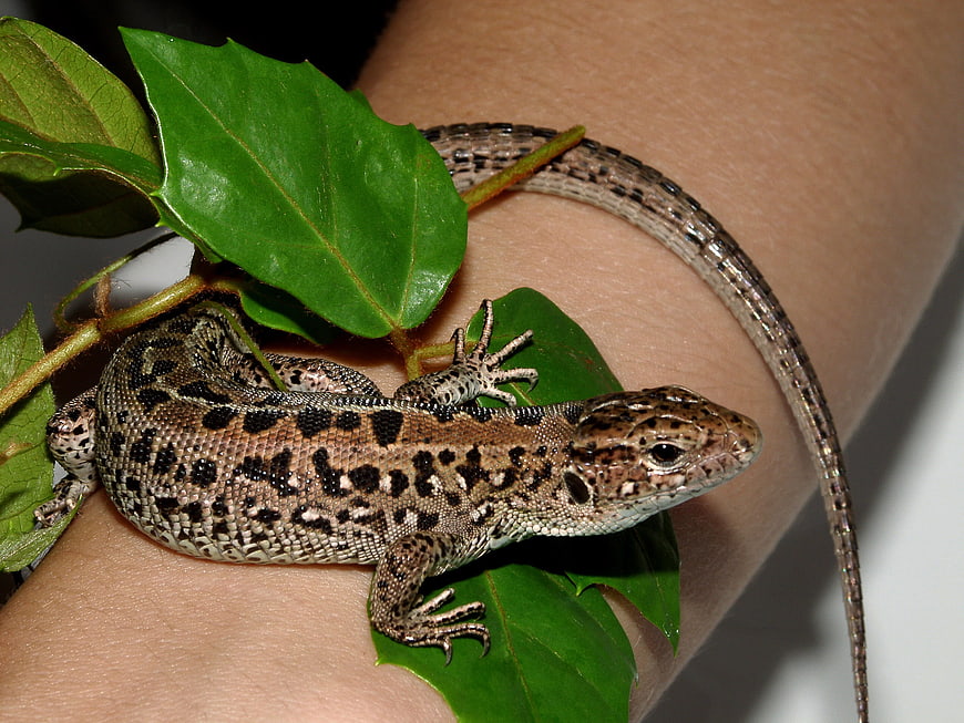Spotted lizard resting on human arm with green leaves