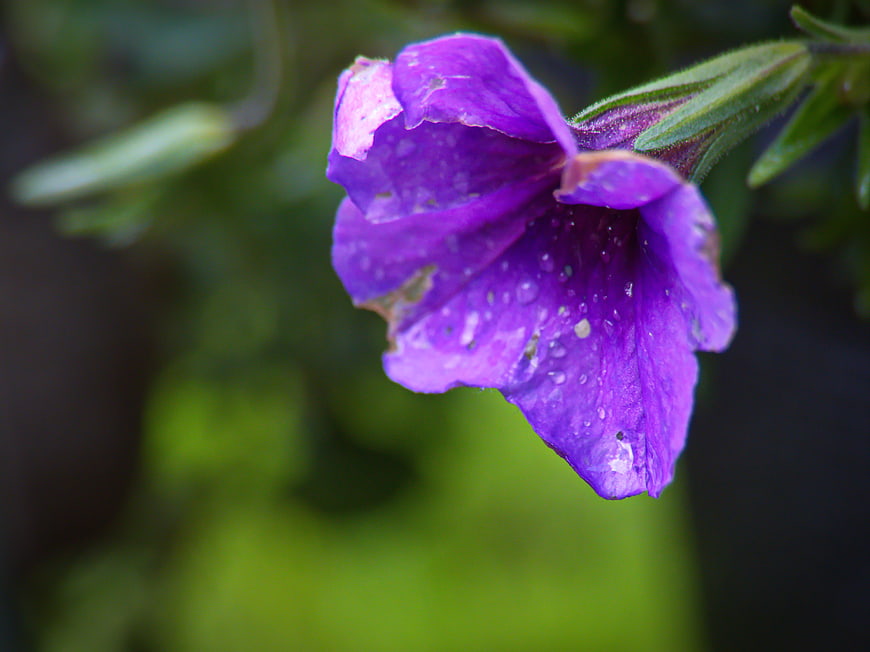 Close-up of purple petunia flower with water droplets