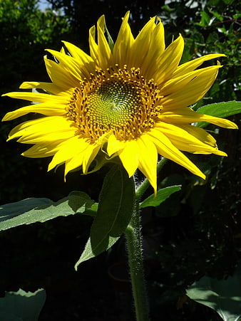 Vibrant Yellow Sunflower Close-Up in Garden