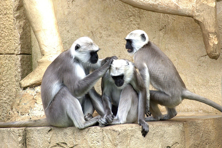 Three Grey Langur Monkeys Grooming Together on Rock