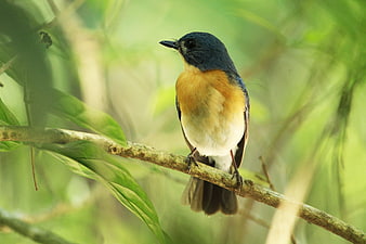 Blue and Orange Bird Perched on Branch in Forest