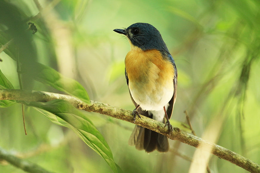 Blue and Orange Bird Perched on Branch in Forest