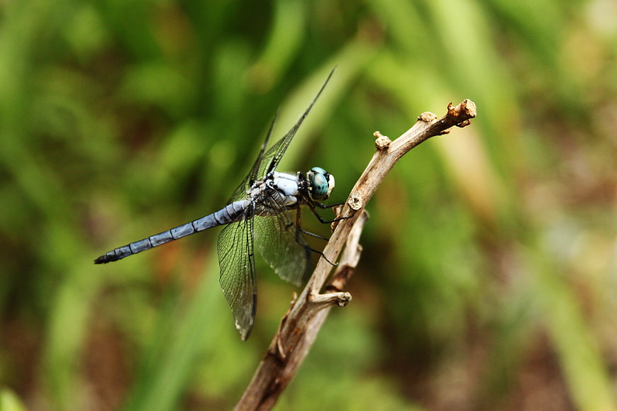 Blue dragonfly perched on a twig in nature