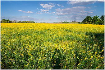 Vibrant Yellow Mustard Flower Field Under Blue Sky