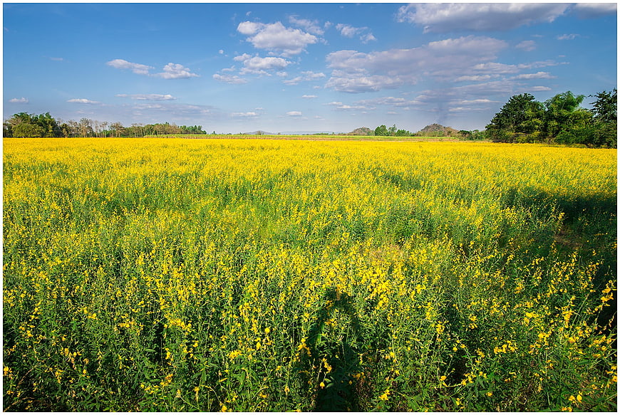 Vibrant Yellow Mustard Flower Field Under Blue Sky