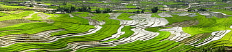 Vibrant Green Rice Terraces in Vietnam