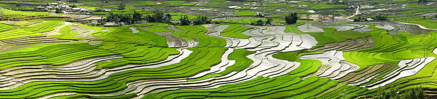 Vibrant Green Rice Terraces in Vietnam