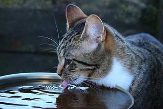 Tabby Cat Drinking Water from Metal Bowl