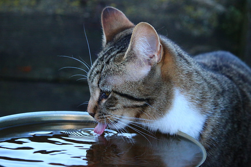 Tabby Cat Drinking Water from Metal Bowl