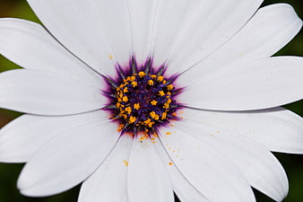 Macro Close-Up of White Osteospermum Flower with Purple Center
