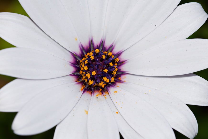 Macro Close-Up of White Osteospermum Flower with Purple Center