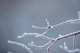 Frosty Tree Branches Against a Soft Gray Winter Background