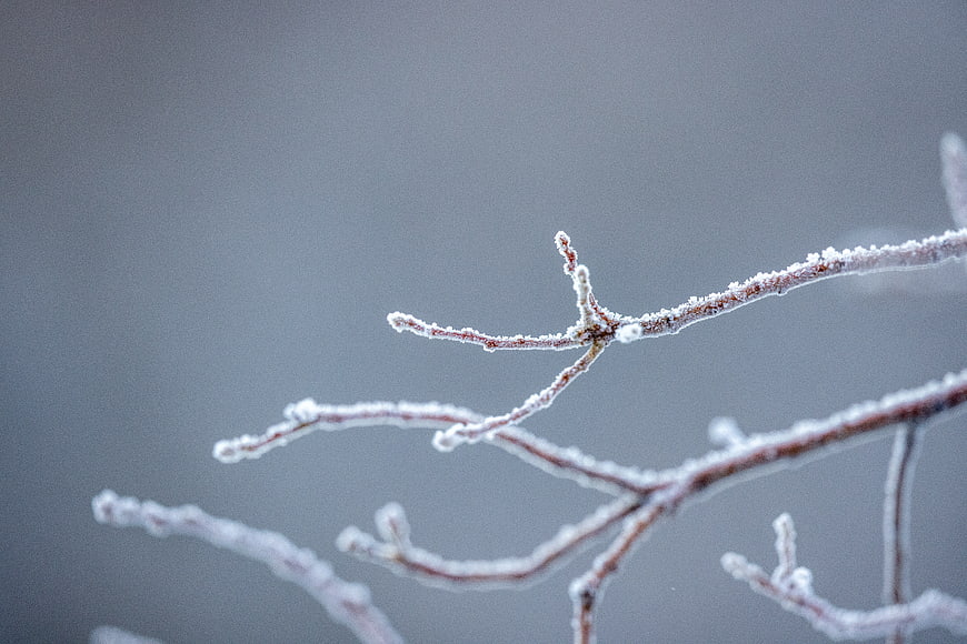 Frosty Tree Branches Against a Soft Gray Winter Background