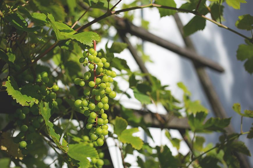 Green Grapes Hanging on Vine in Sunlight