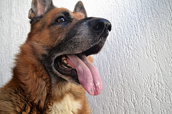Close-up portrait of a panting German Shepherd dog