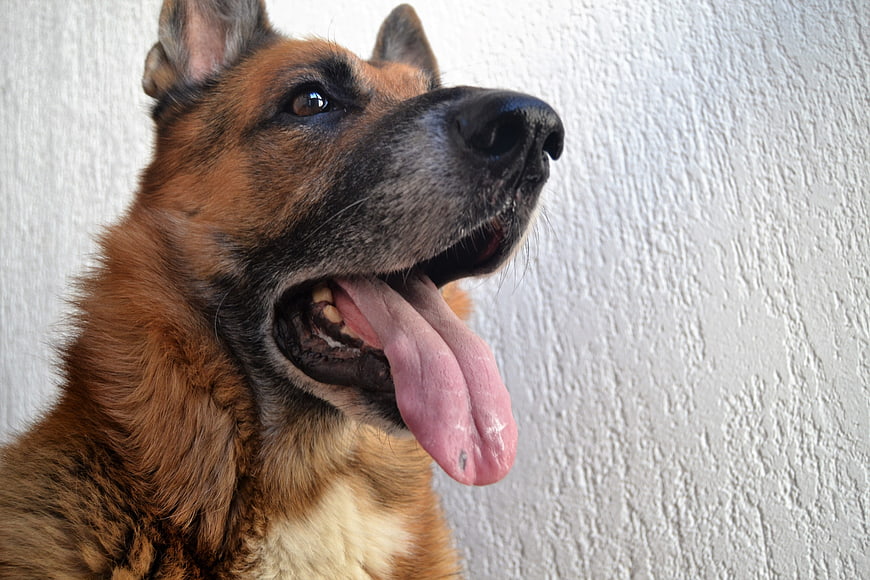 Close-up portrait of a panting German Shepherd dog