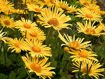 Vibrant Yellow Daisies in a Lush Green Garden