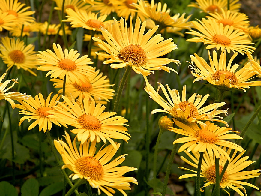 Vibrant Yellow Daisies in a Lush Green Garden