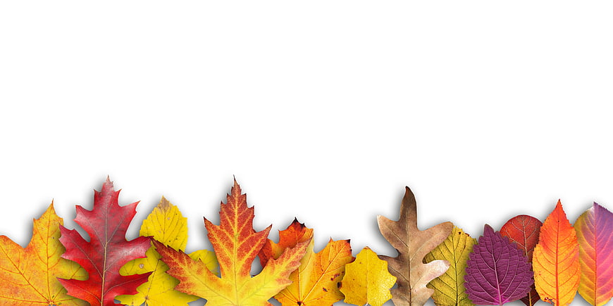 Colorful Autumn Leaves Border on White Background