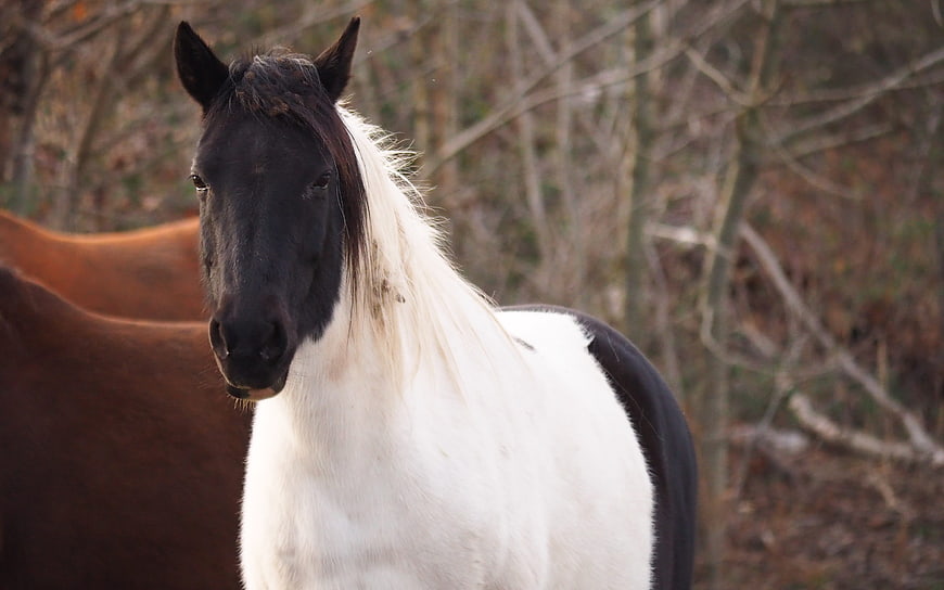 Pinto Horse Portrait in Natural Forest Setting