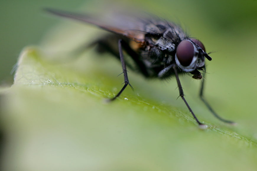 Macro close-up of a fly on a green leaf