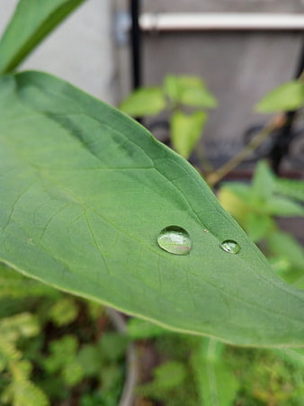 Close-up of water droplets on a vibrant green leaf