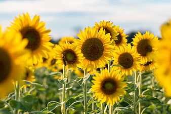 Vibrant Sunflower Field in Summer Sunlight