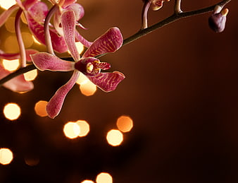 Pink Orchid with Bokeh Lights and Copyspace