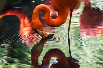 Vibrant Flamingo Drinking Water with Reflection