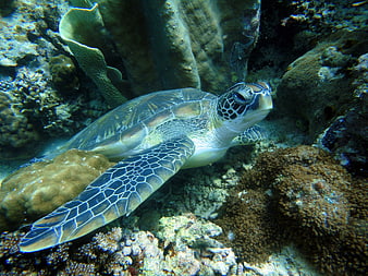 Green Sea Turtle Swimming Over Coral Reef Underwater