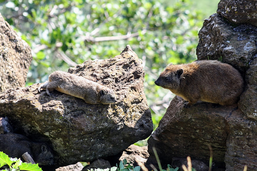 Two Rock Hyraxes Resting on Boulders in Natural Habitat