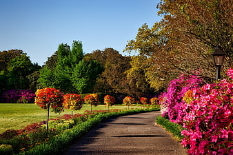 Vibrant Garden Path With Colorful Flowers And Trees