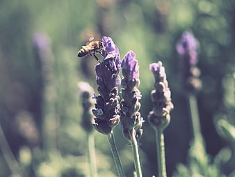 Honeybee Pollinating Purple Lavender Flower in Summer Garden