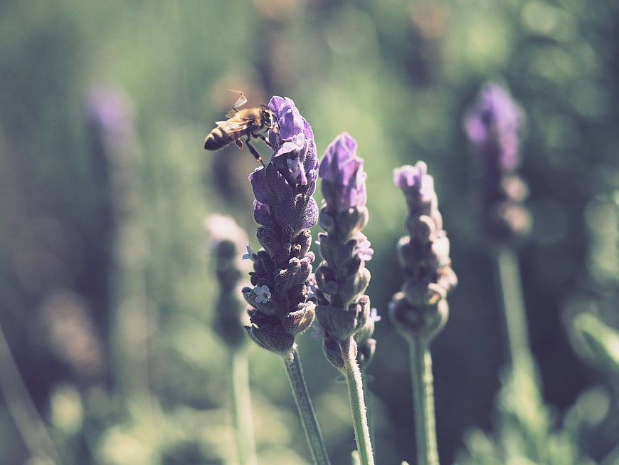 Honeybee Pollinating Purple Lavender Flower in Summer Garden