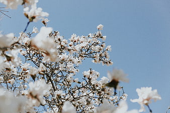 White Magnolia Blossoms Against Blue Sky