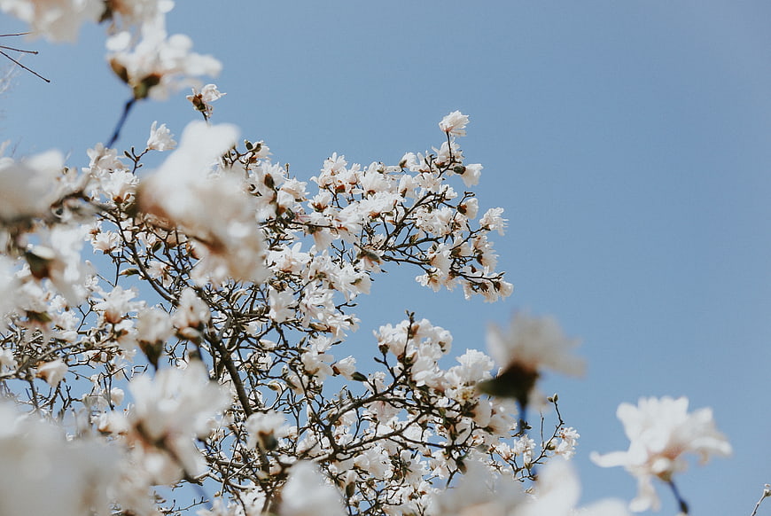White Magnolia Blossoms Against Blue Sky