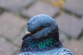 Close-up portrait of a pigeon with iridescent neck feathers