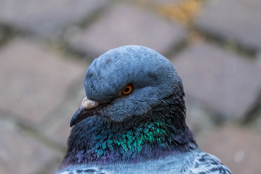 Close-up portrait of a pigeon with iridescent neck feathers