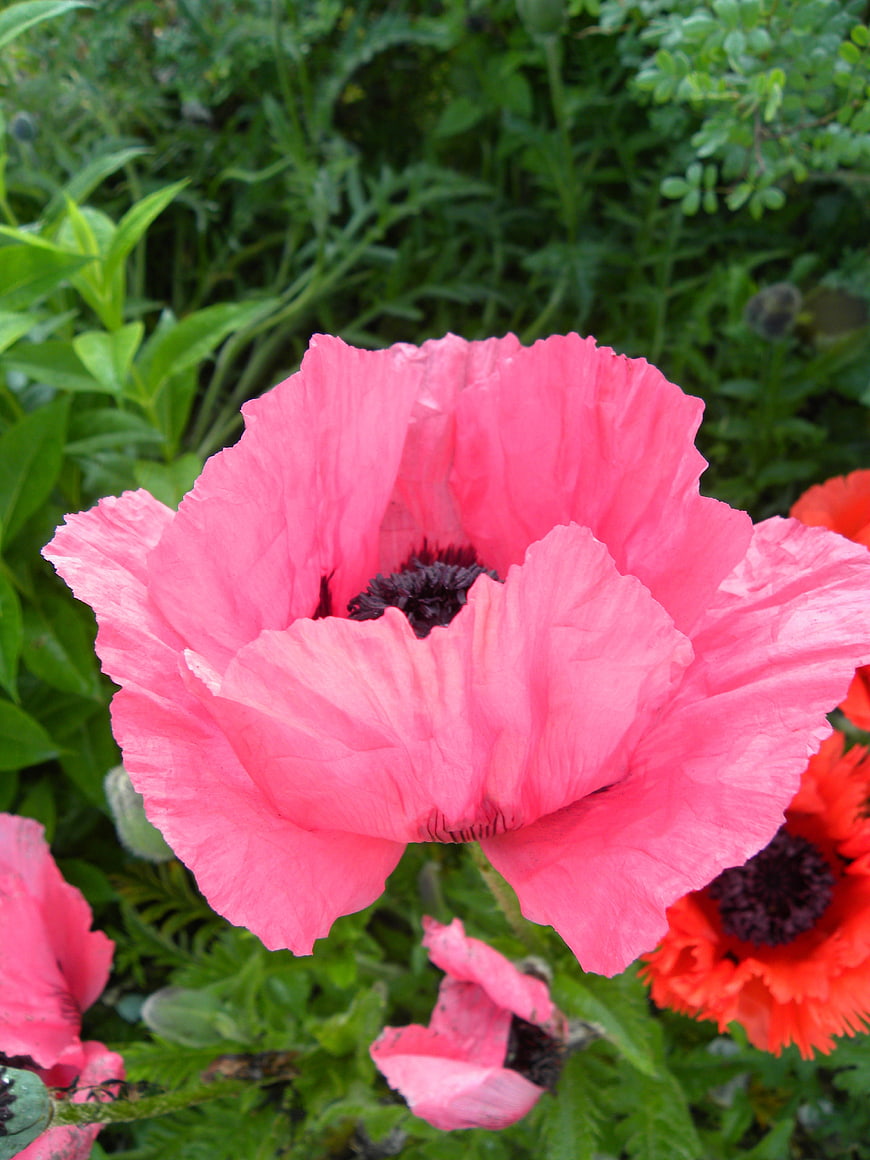 Vibrant Pink Poppy Flower Close-Up in Green Garden